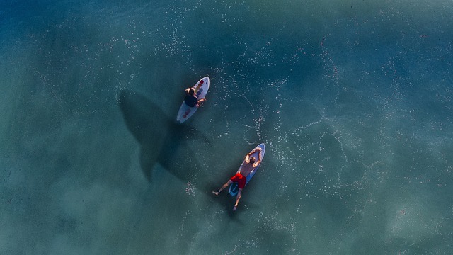 Is It Common To See Sharks At Myrtle Beach?