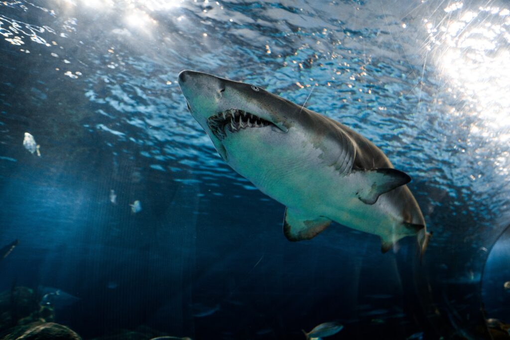 Where To Find Megalodon Teeth In Myrtle Beach